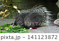 The Indian crested Porcupine, Hystrix indica or Indian porcupine is a large species of hystricomorph rodent belonging to the Old World porcupine family Hystricidae 141123872