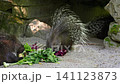 The Indian crested Porcupine, Hystrix indica or Indian porcupine is a large species of hystricomorph rodent belonging to the Old World porcupine family Hystricidae 141123873