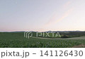 七月美瑛的田野 141126430