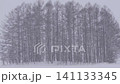 Hokkaido: The Mild Seven Tree in Winter 141133345