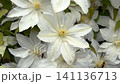 A beautiful, close-up top view of full-bloom white clematis flowers with contrasting yellow stamen centers, creating a dense and elegant natural floral pattern. High quality 4k footage 141136713