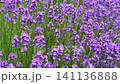 Close-up view of a honeybee pollinating vibrant purple lavender flowers blooming in a lush green field, capturing a serene moment in a sunny summer garden. High quality 4k footage 141136888