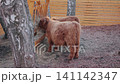 Heartwarming footage of fluffy ginger calves. Perfect for content about sustainable farming 141142347