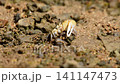 A white-clawed fiddler crab swinging its large claws 141147473