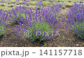 Lavender field 141157718