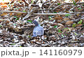 落ち葉の中から食べ物を探す鳩 141160979