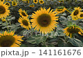 Close-up of sunflowers showcasing vivid petals and seed-filled flower heads 141161676