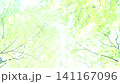 夏季抽象綠色背景 141167096