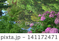 Hydrangeas at Matsue Castle Park in Matsue City, Shimane Prefecture_10bit_4:2:2_horizontal panning 141172471