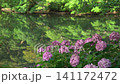 Hydrangeas at Matsue Castle Park in Matsue City, Shimane Prefecture_10bit_4:2:2_pandown 141172472