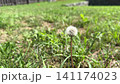 Horizontal video captures a close-up of a fluffy white dandelion seed head standing in a green grassy lawn on a bright sunny day 141174023