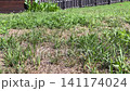 Horizontal video captures a steady ground-level view of a domestic green grass lawn with patch of dry soil and a dark wooden fence in the blurred background 141174024