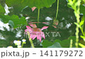 4k 池に映る蓮の花 141179272