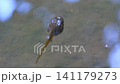 4k ヒキガエルのオタマジャクシ 141179273