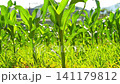 Young green corn seedling growing in irrigated furrow on farmland, agriculture 141179812