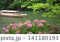 Matsue Castle moat and hydrangeas in Matsue City, Shimane Prefecture in July_10bit_4:2:2_fixed 141180193