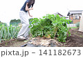 A 15-year-old high school girl harvesting radishes; female; field; vegetables; radish 141182673
