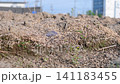 Rice bran fertilizer, fertilizer, field, agriculture, organic fertilizer, farmland, cultivated land, soil, compost 141183455