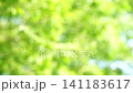 一幅清新的深綠色夏日圖片：抽象綠色背景 141183617
