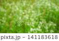 夏季野花，燈盞花，色彩繽紛。 141183618