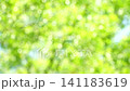 一幅清新的深綠色夏日圖片：抽象綠色背景 141183619