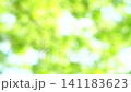 一幅清新的深綠色夏日圖片：抽象綠色背景 141183623