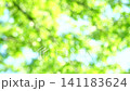 一幅清新的深綠色夏日圖片：抽象綠色背景 141183624