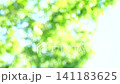 一幅清新的深綠色夏日圖片：抽象綠色背景 141183625