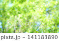 一幅清新的深綠色夏日圖片：抽象綠色背景 141183890