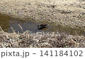 一心不乱で餌探しのカモ 141184102