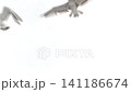 黑尾鷗跟隨渡輪 141186674