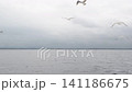 黑尾鷗跟隨渡輪 141186675