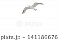 黑尾鷗跟隨渡輪 141186676