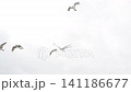 黑尾鷗跟隨渡輪 141186677