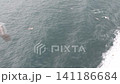 黑尾鷗跟隨渡輪 141186684