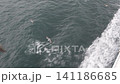 黑尾鷗跟隨渡輪 141186685