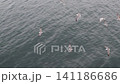 黑尾鷗跟隨渡輪 141186686