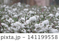 Snowfall blankets green shrubs in serene winter landscape 141199558