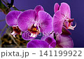 Beautiful Purple Phalaenopsis Orchid Flowers Blooming On purple Background 141199922