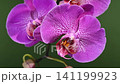Beautiful Purple Phalaenopsis Orchid Flowers Blooming On Green Background 141199923