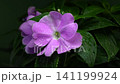 Vibrant Purple Impatiens Flower With Water Droplets On Green Leaves 141199924
