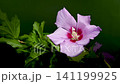 Pink Syrian hibiscus flower blooming on a dark green background 141199925