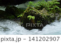 芹川的源頭，夏季的河內谷。 141202907