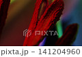 Flower, petals, red, light and dark, ink drop, ink, liquid dripping, soft focus, C-UP, HS 141204960