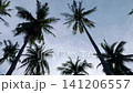 Looking up palm trees on a caribbean beach 141206557