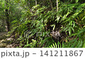 Kyoto, Fushimi, forest, mountain, Japan, landscape, trees, grass, shrine 141211867