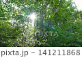 Kyoto, Fushimi, forest, mountain, Japan, landscape, trees, grass, shrine 141211868