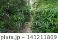 Kyoto, Fushimi, forest, mountain, Japan, landscape, trees, grass, shrine 141211869