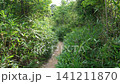Kyoto, Fushimi, forest, mountain, Japan, landscape, trees, grass, shrine 141211870