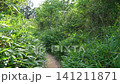 Kyoto, Fushimi, forest, mountain, Japan, landscape, trees, grass, shrine 141211871